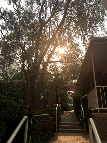 Haze through Trees in Australia